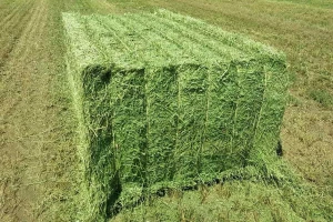 Alfalfa hay animal food