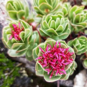 Rhodiola Roses Extract