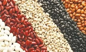 Beans - Kidney Bean, Chickpeas, Vigna Beans, Soybeans, Peas, Mung Beans, Black Beans, Butter Beans
