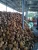 Import Coconut Shell Charcoal from Indonesia