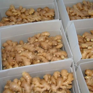 Farm Planting Outstanding Quality Fresh Ginger