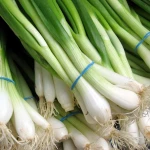Fresh green onions