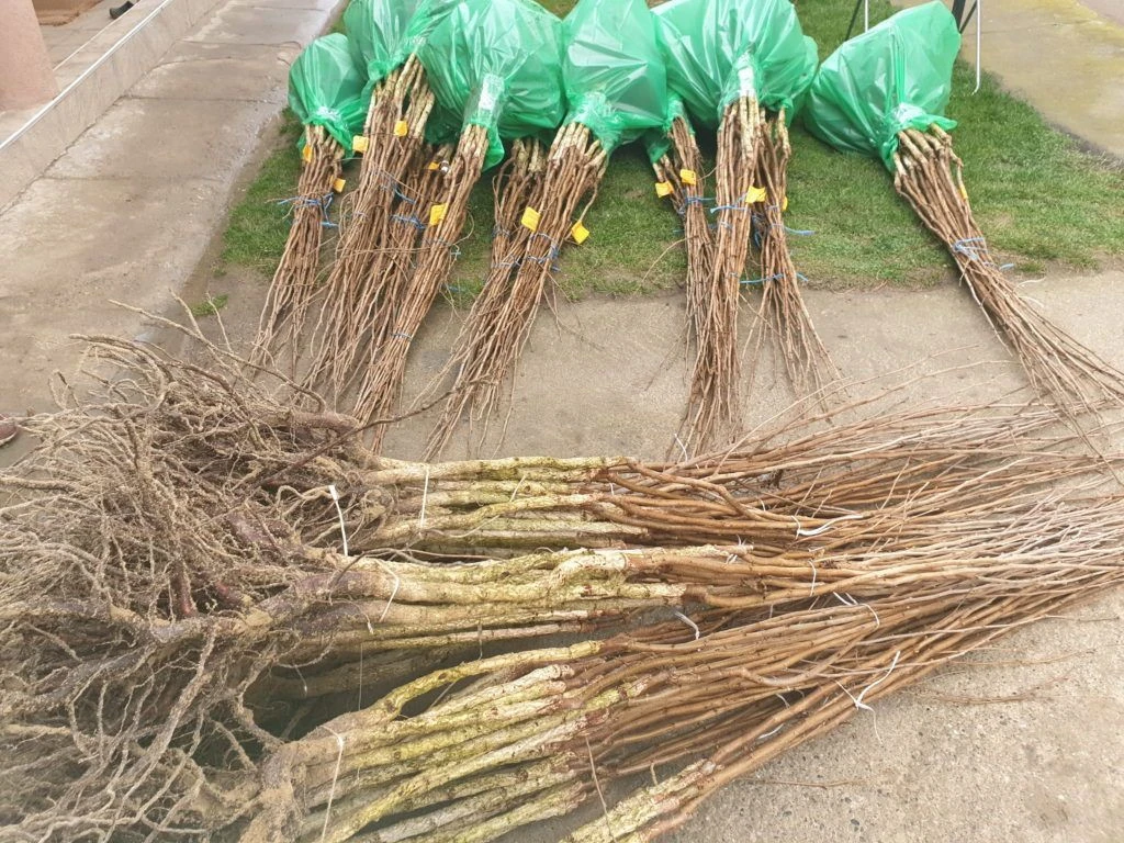 Buy Best Fruit Plants Nursery, Finely Managed Fruit Plants Nursery from