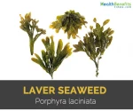 Laver, Kelp, Dulse, Gutweed more on request