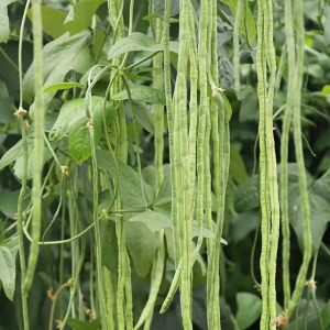 Thick Strips Green and Tender Flesh Cowpea Seeds