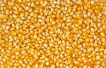 Yellow Corn for Consumer and Animals