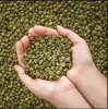 Organic  Green Coffee Beans