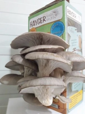 pearl oyster mushrooms sets rearing at home.