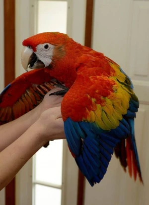 Macaws for Sale - Bird Breeders