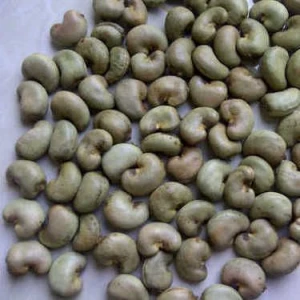 Anacardium occidentale( West African Cashew)