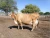 Import 100% Full Blood Boer Goats, Live Sheep, Goats, Steer, Cows, Calves from USA