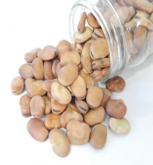 High Quality Broad Bean Fava Bean