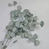 Nordic Style Home Decorative Dried Flowers Eternal Sliver Dollar Eucalyptus Leaves