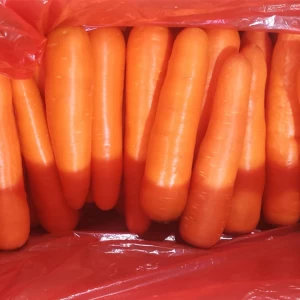 Good quality Fresh Carrots