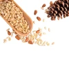100% Natural Top Quality Wholesale Raw Pine Nuts Prices