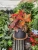 Import 2 gallon No handle Non Woven Fabric Pots  Garden Pots Felt Plant Growing Bags from China