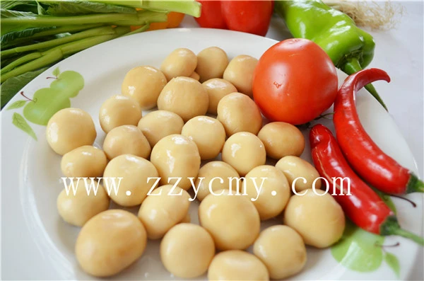 2014 fresh canned mushroom top quality whole ,PNS ,Slices