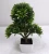 Import 2016 new design factory price artificial podocarpus bonsai for decoration from China