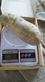 2018 new crop fresh potato