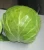 Import 2018 New Round Cabbage/Fresh Cabbage from China