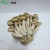 Import 2019 All Year Round Supplied Raw 6KGS/carton Mushrooms from China
