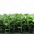 Import 3-5 years warranty new fresh pe artificial boxwood hedge fence panel for home garden from China