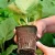 Import 8cm square organic plant nursery seed pots for seedlings with bonus plant tags from China