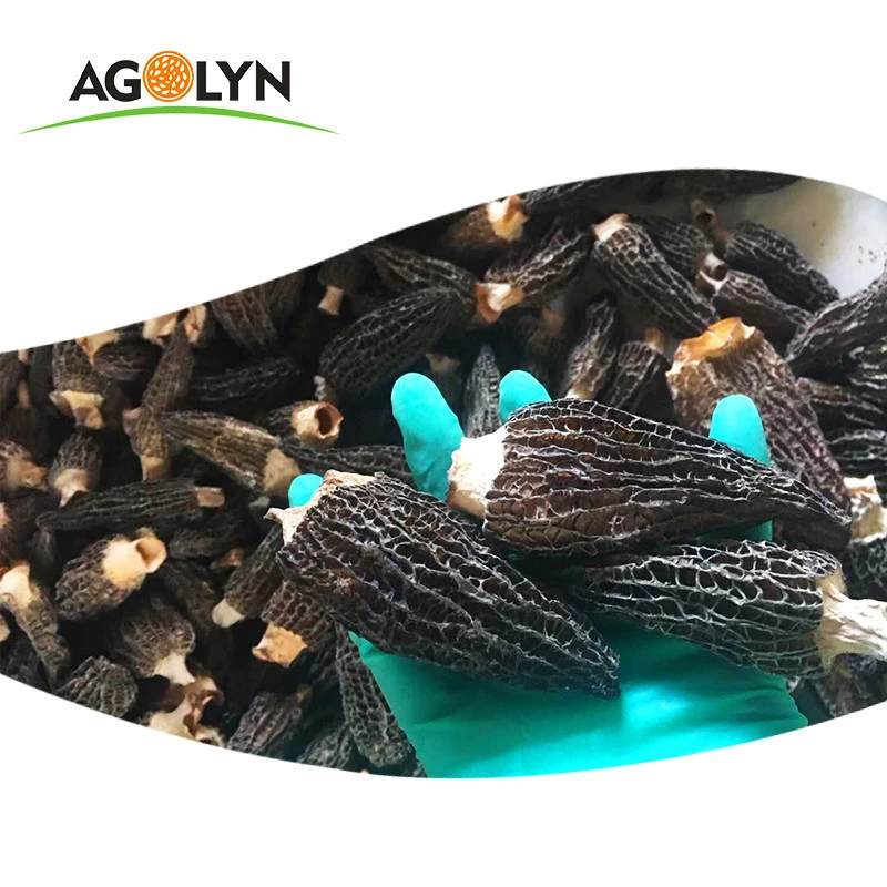 AGOLYN Fresh dried black morel mushrooms for sale