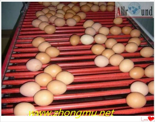 Animal poultry chicken cage with automatic egg collection system and central conveyer belt for chicken house