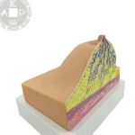 artificial breast breast forms for teaching model