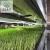 Import Automatic hydroponic fodder system  Water recycling barley seeds for sprouting animal fodder Feed Processing Machines feed from China