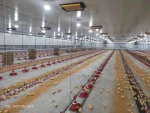 Automatic poultry equipment for restaurant chicken feeding system in farm