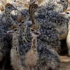 Best sales Ostrich Chicks / Fertilized Ostrich eggs / Mature Ostrich Birds For Sale