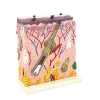 Best selling anatomical human structure skin model for teaching model