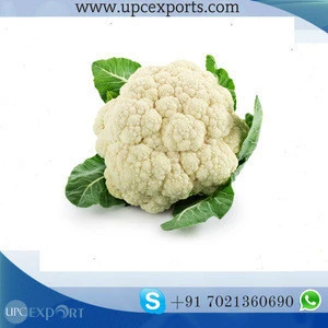bulk pack India high quality new crop fresh cauliflower