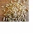 Import Bulk Pakistan Pine nuts kernels /Pakistan pine nuts without shell /Chilgoza kernel from Brazil