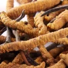 Bulk Supply Cordyceps Sinensis Extract Powder AWETO/Chinese caterpillar fungus extract Polysaccharide 20% for Anti-cancer