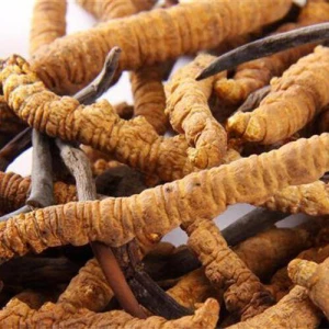 Bulk Supply Cordyceps Sinensis Extract Powder AWETO/Chinese caterpillar fungus extract Polysaccharide 20% for Anti-cancer