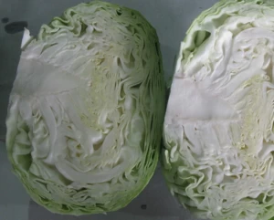 cabbage/fresh green cabbage
