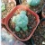 Import Cactus plants. A group of cactus plant from China