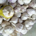 Certified Organic Non-gmo White High Quality Fresh Garlic