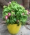 Import Cheap High Quality Flower Container Garden Flower Nursery Production Plant Engineering Flower/green Plant Plastic Floor Boughpot from Vietnam