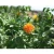 Import China Premium quality new safflower seeds for animal feeding &amp; oil extraction from China
