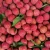 Chinese Fresh Fruits Fresh Lychee Fruits Top Quality
