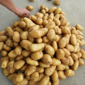 Chinese Fresh Potato(Holland 7)