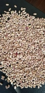Chinses dong bei original light speckled kidney beans long shape  for sale