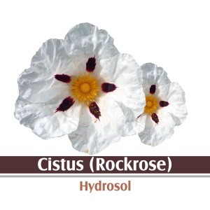 Cistus Hydrosol 100% Pure And Natural