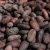 Import cocoa beans from Canada