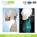 Dental Training Models Dental Used Medical Manikin Senior type II Simulation Manikin