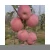 Import Direct selling 75-80mm fresh apples sweet plump and juicy apples from China